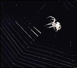 �ٷ����齫ǧ���ַ���Ƶ��15����ŮΪ�����ݱ����� һҹ����˽���ع�(ͼ)...